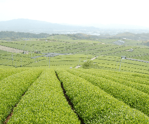 Yame Tea and Sake Tasting Day Tour from Fukuoka